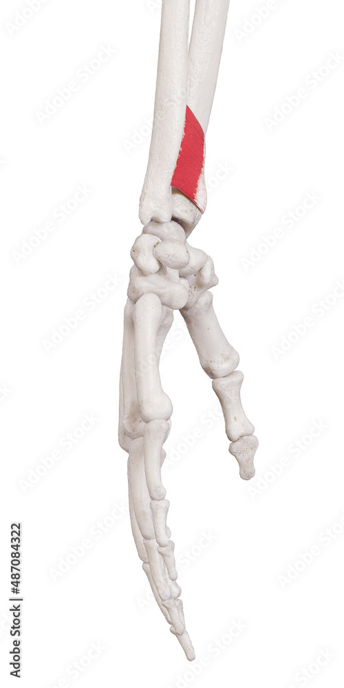 3d rendered medically accurate muscle illustration of the pronator quadratus