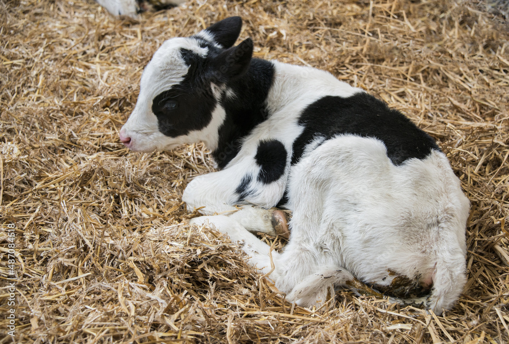 baby calf laying on the ground on a dutch farm baby calf laying on the ground on a dutch farm