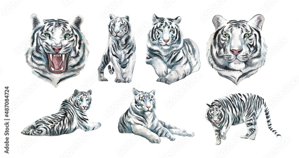Set of Predatory animal white tiger