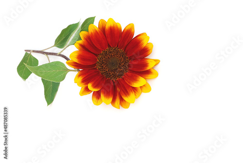 Fototapeta Naklejka Na Ścianę i Meble -  Sonnenblume auf weißem Hintergrund, 3d-Ansicht