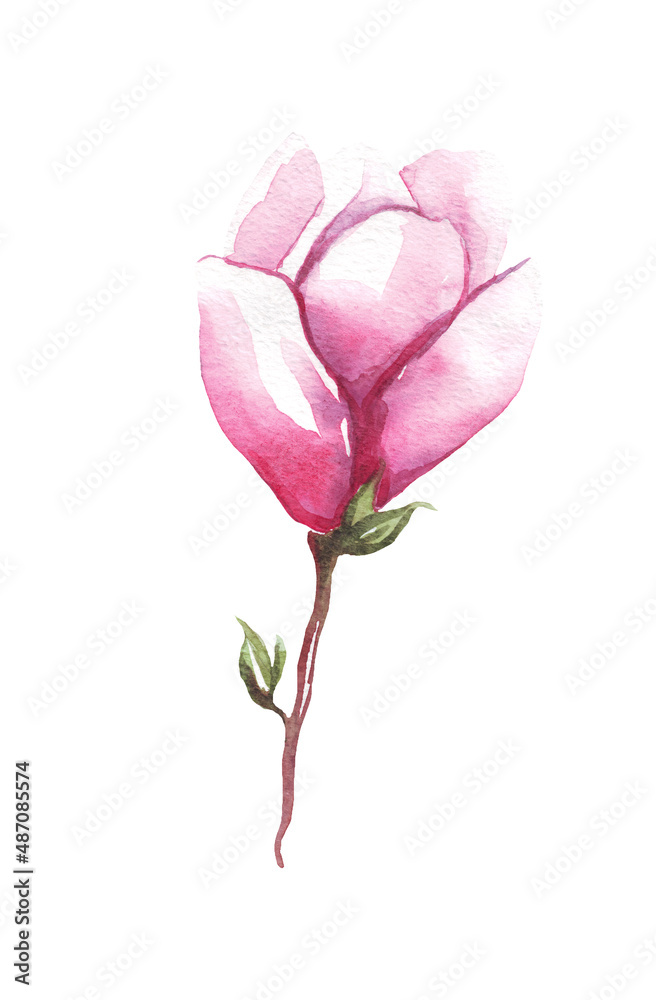 Magnolia flower. Watercolor illustration. Hand painting