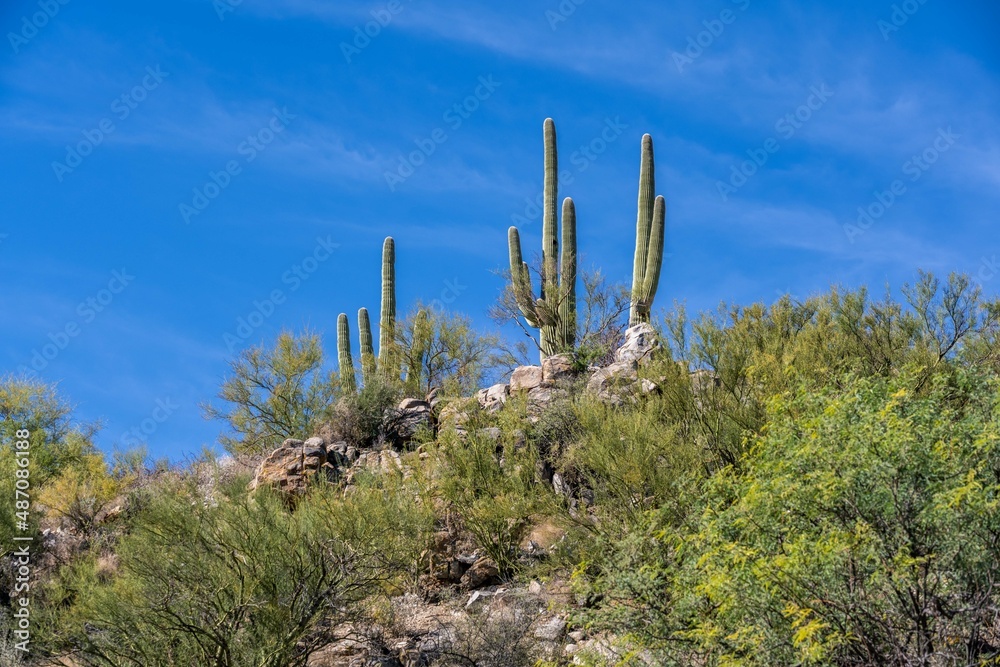 A long slender Saguaro Cactus in Tucson, Arizona