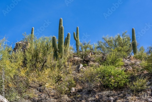 A long slender Saguaro Cactus in Tucson, Arizona