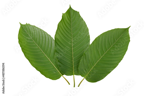 Line up of Mitragyna speciosa, kratom leaves on white background. Top view