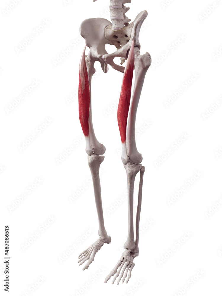3d rendered medically accurate muscle illustration of the rectus femoris 3d rendered medically accurate muscle illustration of the rectus femoris
