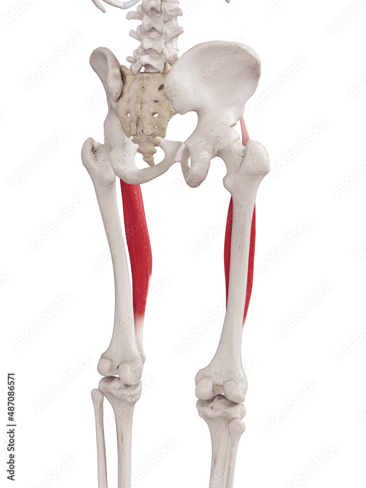 3d rendered medically accurate muscle illustration of the rectus femoris 3d rendered medically accurate muscle illustration of the rectus femoris