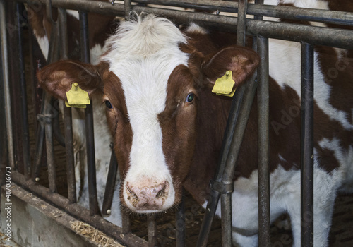 cow inside farmers place