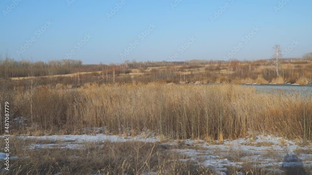 custom made wallpaper toronto digitalDry swamp grass near a frozen swamp or small lakes against a blue sky background. Winter or spring landscape. Camera panning