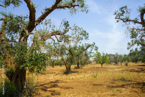 Rural landscape on Apulia between Brindisi and Mesagne
