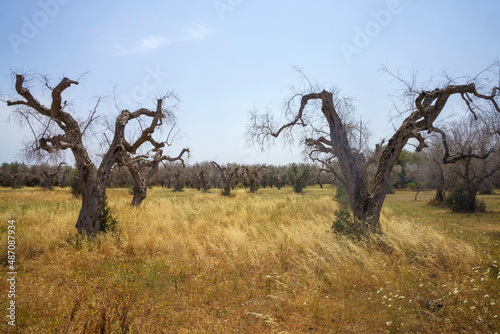 Принти на полотні Rural landscape on Apulia between Mesagne and Torchiarolo