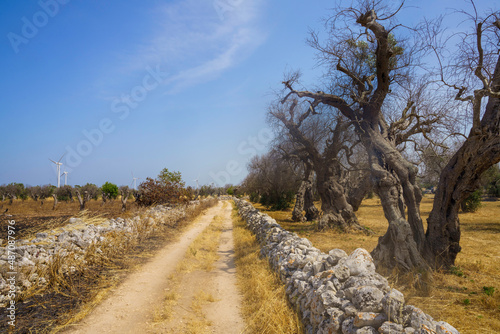Rural landscape in Apulia near Lecce