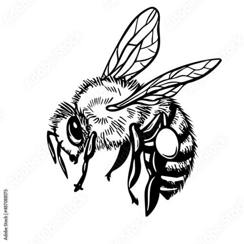 Honey bee flying. Vector engraving illustration on white background
