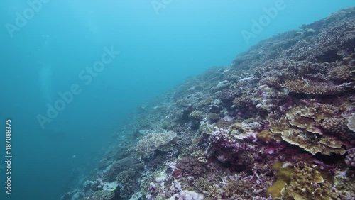Diving along a barrier reef in the South Pacific 
