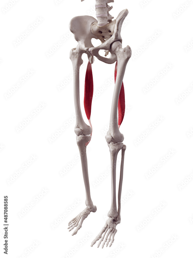 3d rendered medically accurate muscle illustration of the semitendinosus 3d rendered medically accurate muscle illustration of the semitendinosus