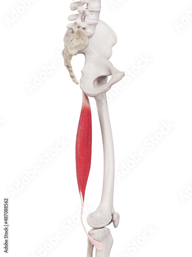 3d rendered medically accurate muscle illustration of the semitendinosus