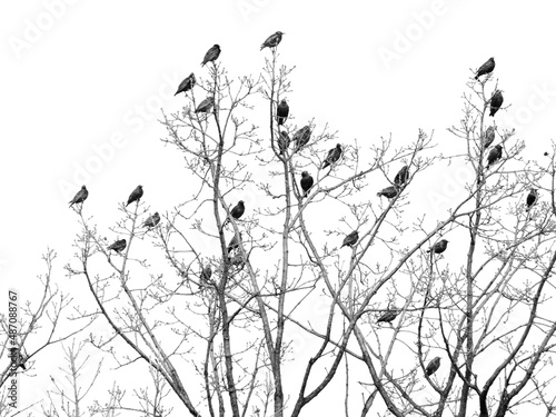 Foto Stormo di uccelli posati sui rami di una quercia secolare