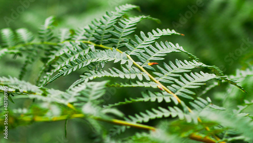 Macro de feuilles de foug  re  totalement d  ploy  es