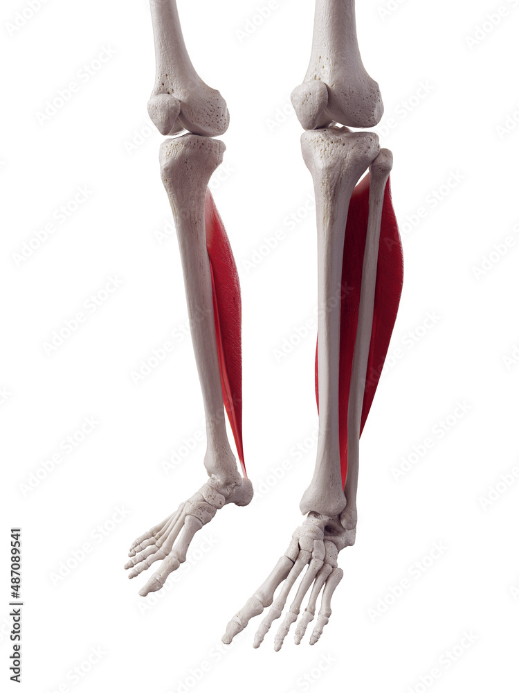3d rendered medically accurate muscle illustration of the soleus 3d rendered medically accurate muscle illustration of the soleus
