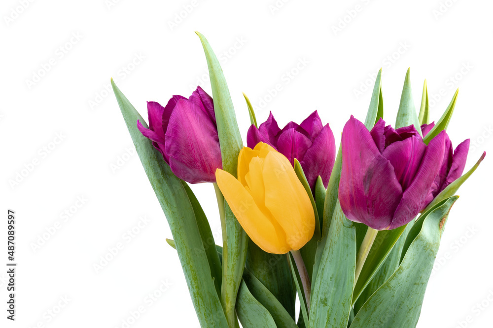 Bunch of fresh purple, yellow tulip flowers close up isolated on white background. Spring holidays concept background.