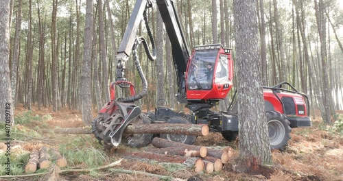 harvester machine felling a pine tree to thin out the forest