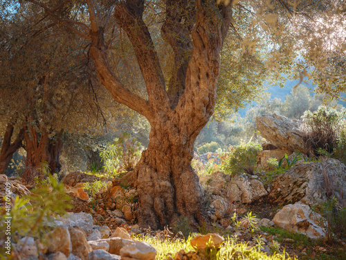 walk in olive grove, Harvest ready to produce extra virgin olive oil. over Saklikent canyon Turkey. Large and old vintage olive tree with sun rays