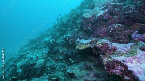 A school of bannerfish at a tropical coral reef in the Pacific Ocean 