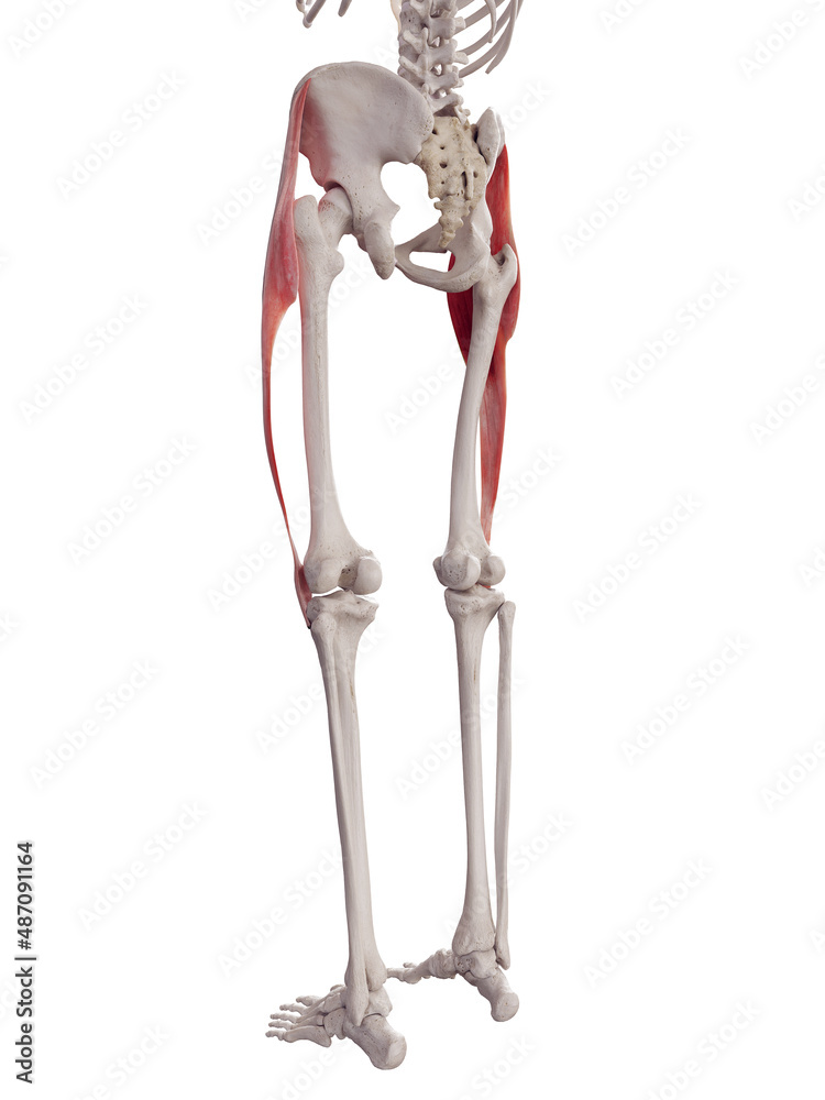 3d rendered medically accurate muscle illustration of the tensor fascia lata  Stock Illustration