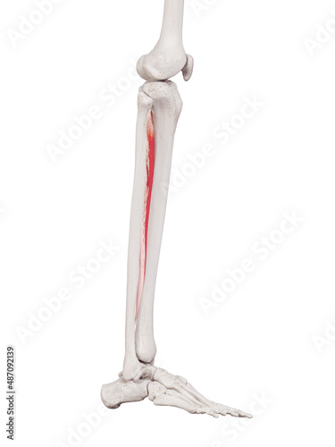 3d rendered medically accurate muscle illustration of the tibialis posterior