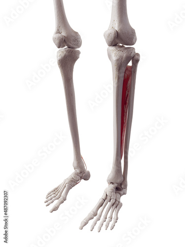 3d rendered medically accurate muscle illustration of the tibialis posterior