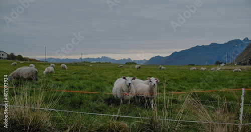 A landscape view of sheep grazing in a field at blue hour, with mountains in the background. 
