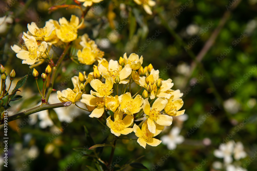 Obraz premium beautyful yellow flowers growing on the tree