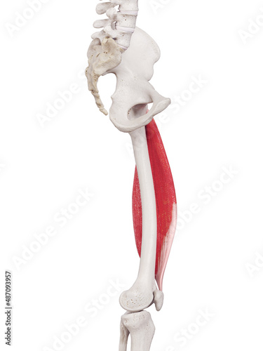 3d rendered medically accurate muscle illustration of the vastus lateralis