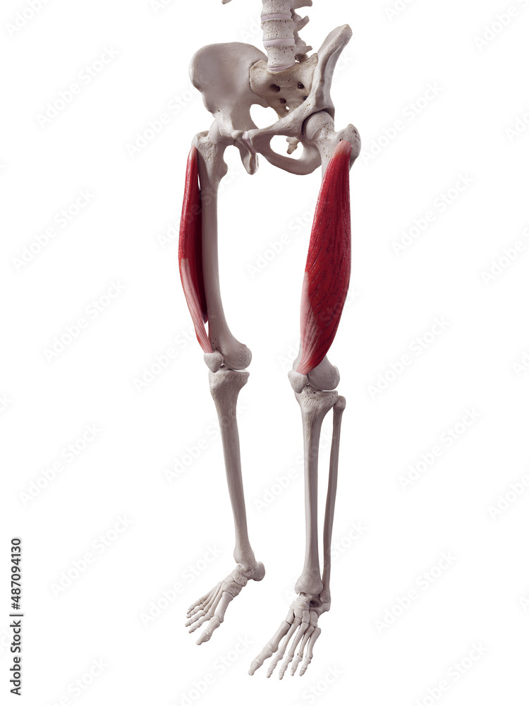 3d rendered medically accurate muscle illustration of the vastus lateralis