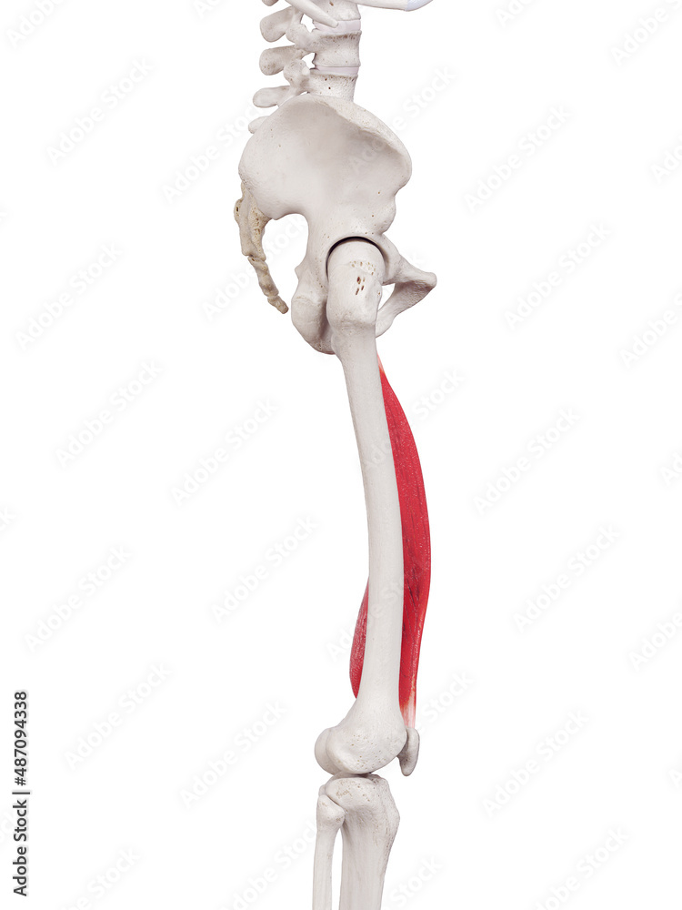 3d rendered medically accurate muscle illustration of the vastus medialis 3d rendered medically accurate muscle illustration of the vastus medialis