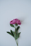 Elegant pink peony flower on neutral blue background