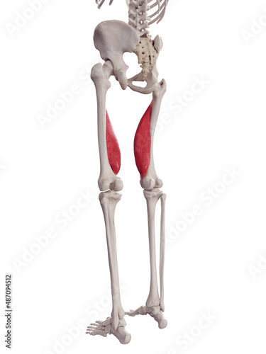 3d rendered medically accurate muscle illustration of the vastus medialis