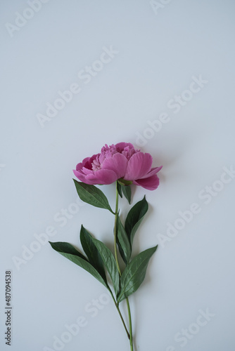 Fototapeta Naklejka Na Ścianę i Meble -  Elegant pink peony flower on neutral blue background