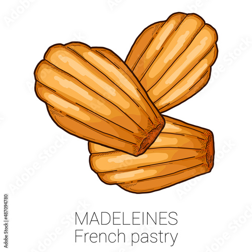 Madeleines French Pastry Pattiserie Cake Colorful Vector Illustration photo