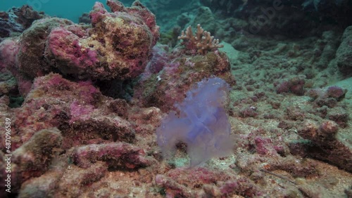 Large jellyfish floating at a tropical coral reef in the ocean 