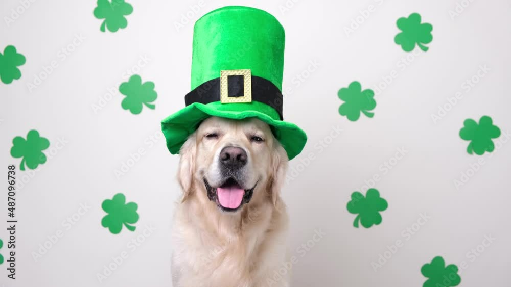 A dog in a leprechaun hat sits on a white background with green clovers. Golden Retriever on St. Patrick's Day