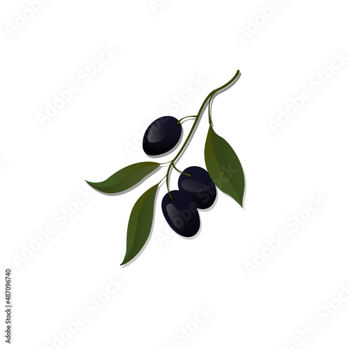 Black olives label or logo. Olive branch with leaves and olives. Vector illustration isolated on white background.
