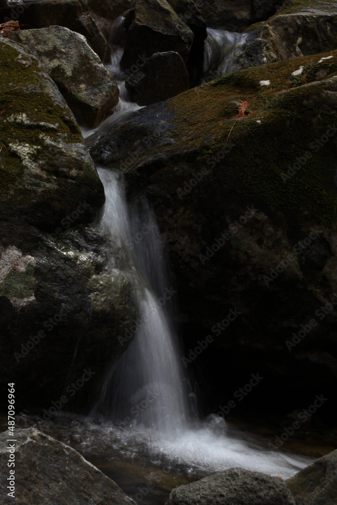 Obraz premium 야생화