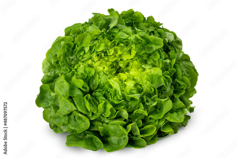 Juicy leaves of lettuce isolated on white background. Fresh lolo salad. Juicy leaves of lettuce isolated on white background. Fresh lolo salad.
