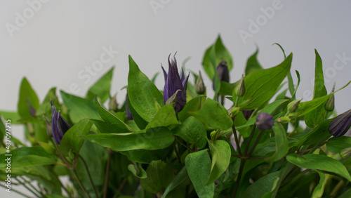 grass and flowers
