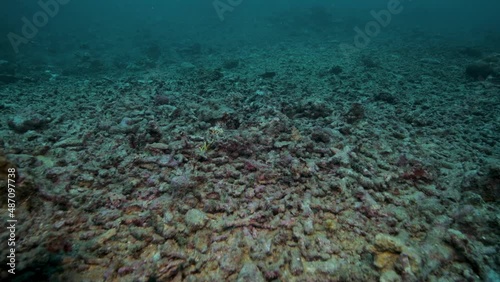 Remains of a tropical coral reef in the South Pacific 