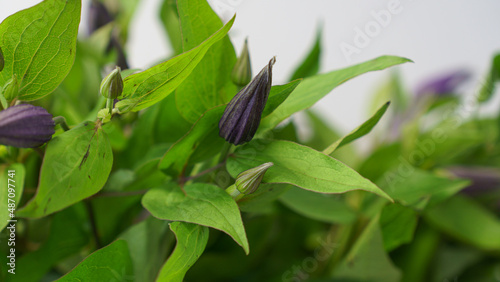 close up of a plant