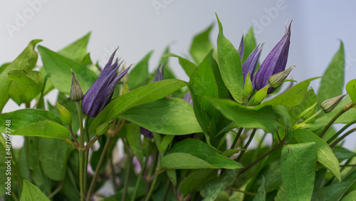 blue flowers