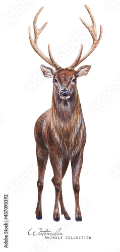 Red deer art. Stag illustration. Watercolor horned deer