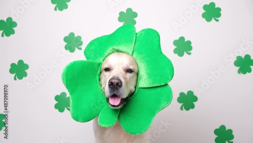 A dog in a leprechaun hat sits on a white background with green clovers. Golden Retriever on St. Patrick's Day photo