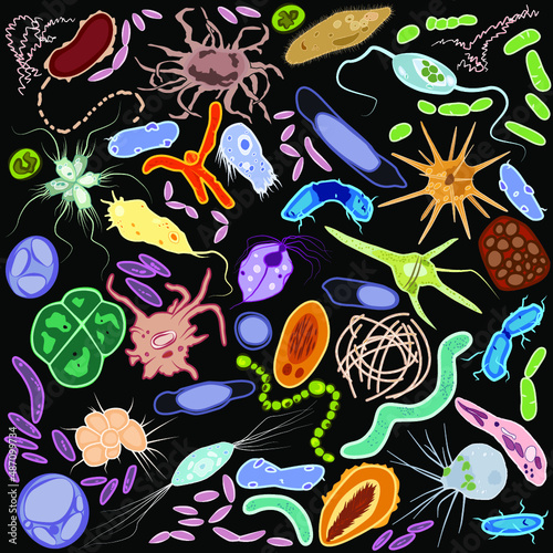 Set of different single-celled eukaryote  Protozoas and prokaryote bacterias, Vector illustration photo